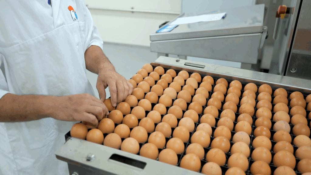 process_cheggy_zoom_4 process_cheggy_zoom_4